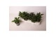 Heliotropium arborescens baby blue 