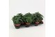 Heliotropium arborescens baby blue 