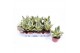 Sansevieria trifasciata golden hahnii 
