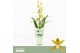 Cymbidium Tiger Tail - 1 tak - Orchid Collection Potcover 