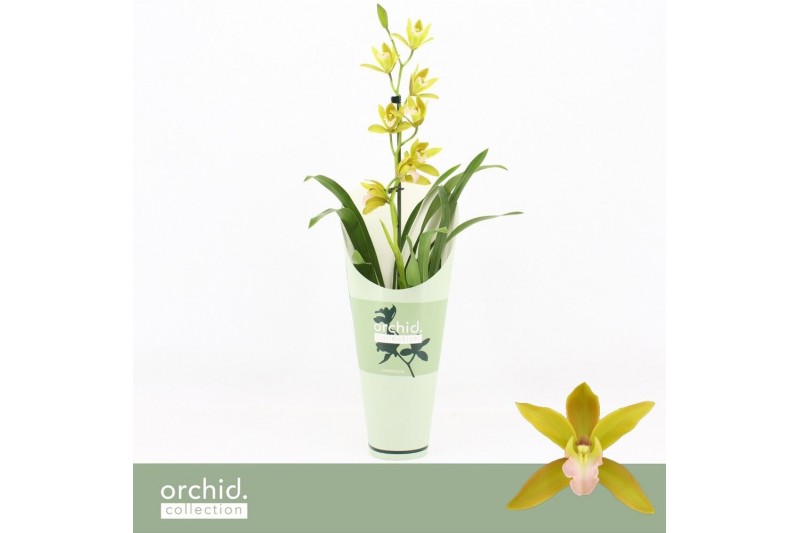 Cymbidium Tiger Tail - 1 tak - Orchid Collection Potcover 