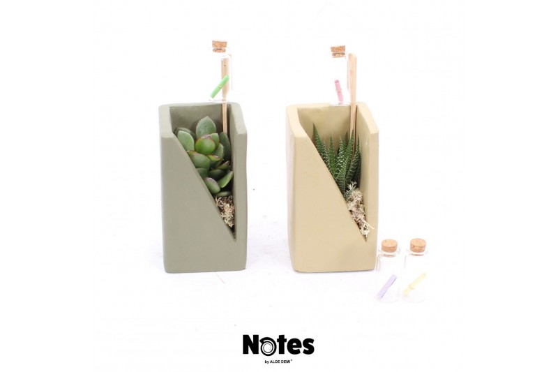 Arrangementen succulenten TRULY Succulent, Meles concrete moss - Green 