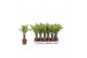 Dracaena fragr. yellow coast Dracaena Yellow Coast, 11 cm pot 1 pp 
