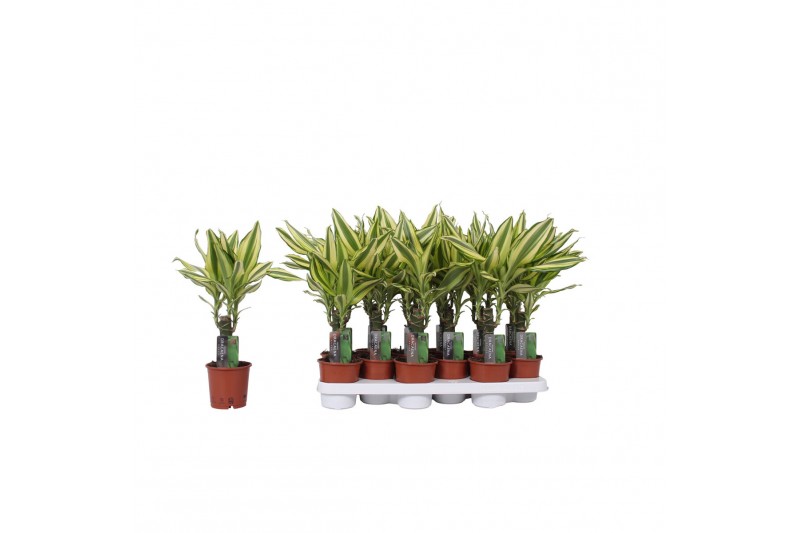 Dracaena fragr. yellow coast Dracaena Yellow Coast, 11 cm pot 1 pp 