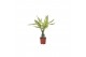Dracaena fragr. yellow coast Dracaena Yellow Coast, 11 cm pot 1 pp 