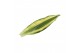 Dracaena fragr. yellow coast Dracaena Yellow Coast, 11 cm pot 1 pp 