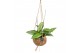 Hoya wayetii Kokodama 12 cm Hoya mix 10 - 14  cm 
