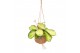 Hoya wayetii Kokodama 12 cm Hoya mix 10 - 14  cm 