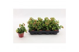 Kalanchoe dream bells Kalanchoe Dream Bells, with potcover