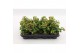 Kalanchoe dream bells Kalanchoe Dream Bells, with potcover 