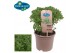 Ocimum basilicum pick&joy greek basil / basil bush 