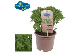 Ocimum basilicum pick&joy greek basil / basil bush