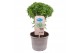 Ocimum basilicum pick&joy greek basil / basil bush 