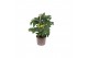 Ocimum basilicum pick&joy greek basil / basil bush 