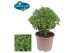 Ocimum basilicum pick&joy greek basil / basil bush 