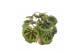 Begonia masoniana mountain Begonia Masoniana Mountain 14cm 3 pp 