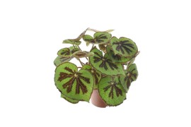 Begonia masoniana mountain Begonia Masoniana Mountain 14cm 3 pp