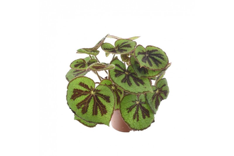 Begonia masoniana mountain Begonia Masoniana Mountain 14cm 3 pp 