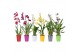 Orchidee Orchideeën mix 1 tak 12 cm met gekleurd plastic pot 