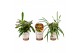 Orchideeen mix op kurk 1 tak 