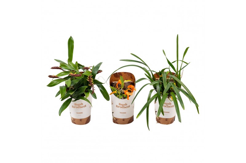 Orchideeen mix op kurk 1 tak 
