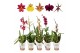 Orchidee 1 tak 12 cm mix 