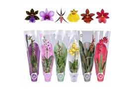 Orchidee mix 1 tak morelips met gekleurde showhoes
