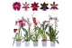 Orchidee geurmix 1 tak 