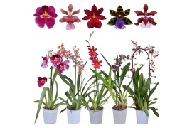 Orchidee geurmix 1 tak