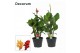 Canna mix decorum 