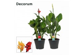 Canna mix decorum