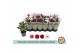 Chrysanthemum ind. mix Chrysant Classic Mix - Without Yellow 