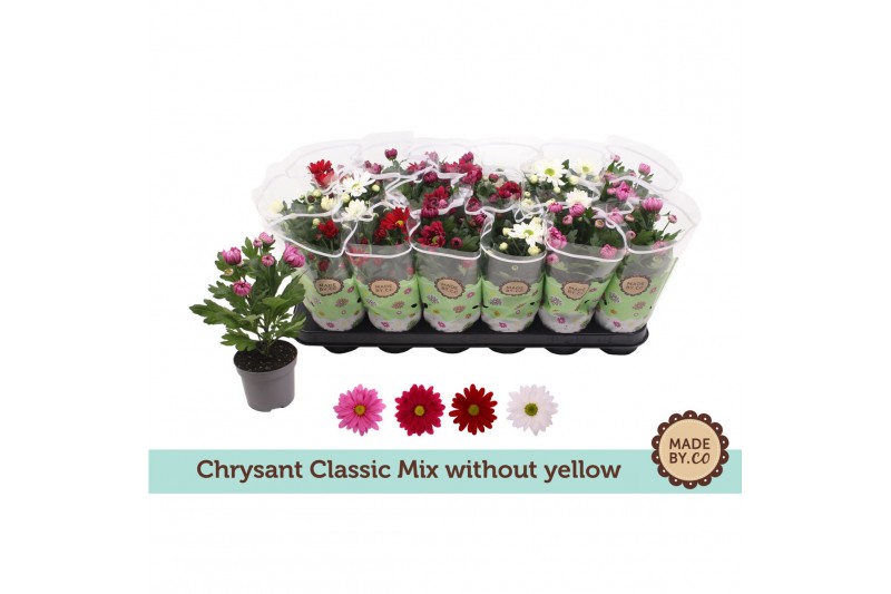 Chrysanthemum ind. mix Chrysant Classic Mix - Without Yellow 