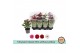 Chrysanthemum ind. mix Chrysant Classic Mix - Without Yellow 