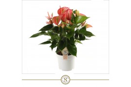 Anthurium andr. livium red