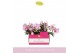 Phalaenopsis multiflora roze 2 tak amorosso merlini 