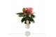 Anthurium andr. pink champion 