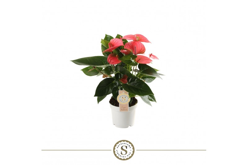 Anthurium andr. pink champion 