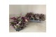 Tradescantia albiflora nanouk schaal 
