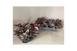 Tradescantia albiflora nanouk schaal