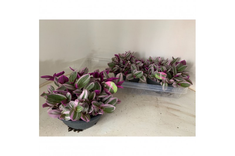 Tradescantia albiflora nanouk schaal 