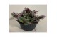 Tradescantia albiflora nanouk 