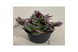 Tradescantia albiflora nanouk