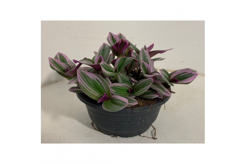 Tradescantia albiflora nanouk 
