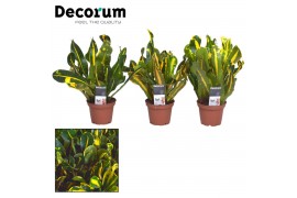 Codiaeum variegatum mammi Croton Mammi Yellow kopstek 7 cm (Decorum)