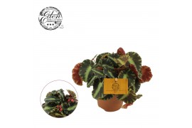 Begonia blad cleopatra