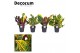 Codiaeum variegatum kopstek mix decorum 