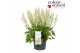 Vaste planten x heucherella pink revolution Heucherella Diamond Revolu 