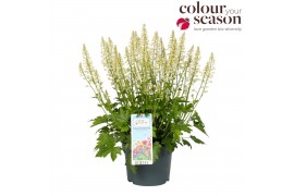 Vaste planten x heucherella pink revolution Heucherella Diamond Revolu