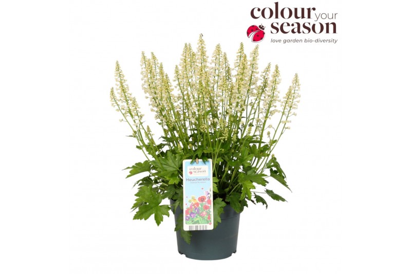 Vaste planten x heucherella pink revolution Heucherella Diamond Revolu 